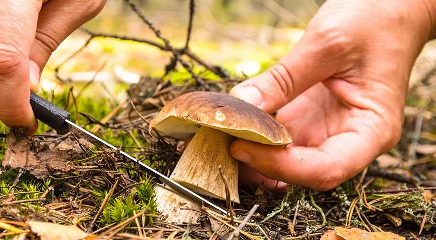 Grzyby jadalne mogą być niebezpieczne z wielu powodów