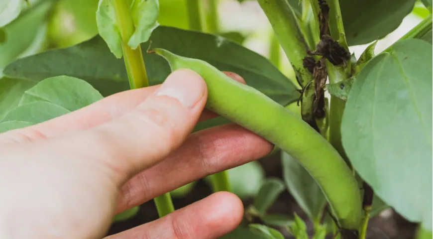 Fasola Fava (fava)