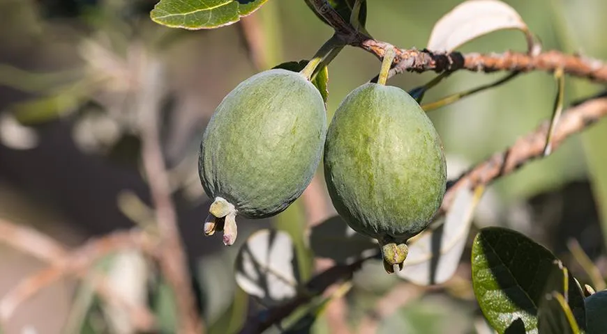 Feijoa to jagoda pochodząca z subtropików, ale dobrze rośnie na Kaukazie, Abchazji, Gruzji, Azerbejdżanie i na terytorium Krasnodaru