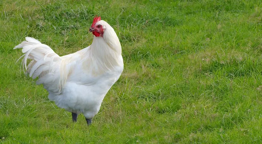 Kurczak stanowi podstawę białkowego składnika codziennej diety populacji