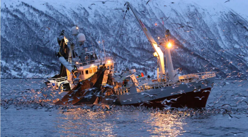 Połowy śledzia północnoatlantyckiego (norweskiego).