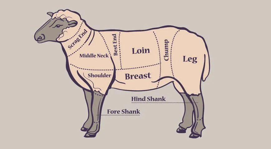 Budowa anatomiczna barana niewiele różni się od budowy innych parzystokopytnych